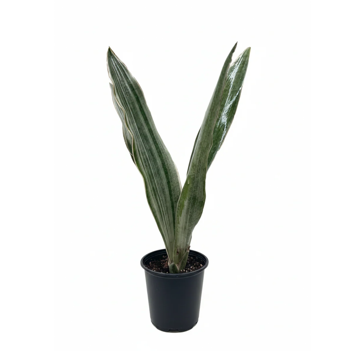Sansevieria Sayuri live snake plant with silvery leaves in a grower pot, Silvery green snake plant for sale online, Low maintenance indoor plants, Air purifying plants for home office