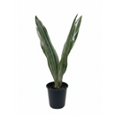 Sansevieria Sayuri live snake plant with silvery leaves in a grower pot, Silvery green snake plant for sale online, Low maintenance indoor plants, Air purifying plants for home office