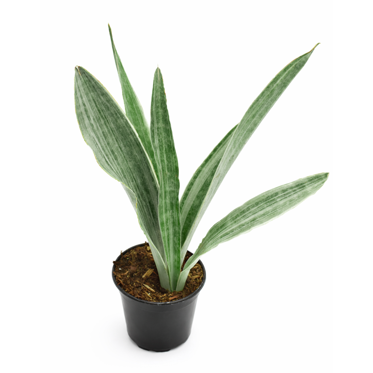 Sansevieria Sayuri live snake plant with silvery leaves in a grower pot, Silvery green snake plant for sale online, Low maintenance indoor plants, Air purifying plants for home office