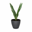 Sansevieria Sayuri live snake plant with silvery leaves in a grower pot, Silvery green snake plant for sale online, Low maintenance indoor plants, Air purifying plants for home office