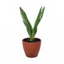 Sansevieria Sayuri live snake plant with silvery leaves in a grower pot, Silvery green snake plant for sale online, Low maintenance indoor plants, Air purifying plants for home office