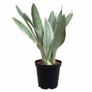 Sansevieria Sayuri live snake plant with silvery leaves in a grower pot, Silvery green snake plant for sale online, Low maintenance indoor plants, Air purifying plants for home office