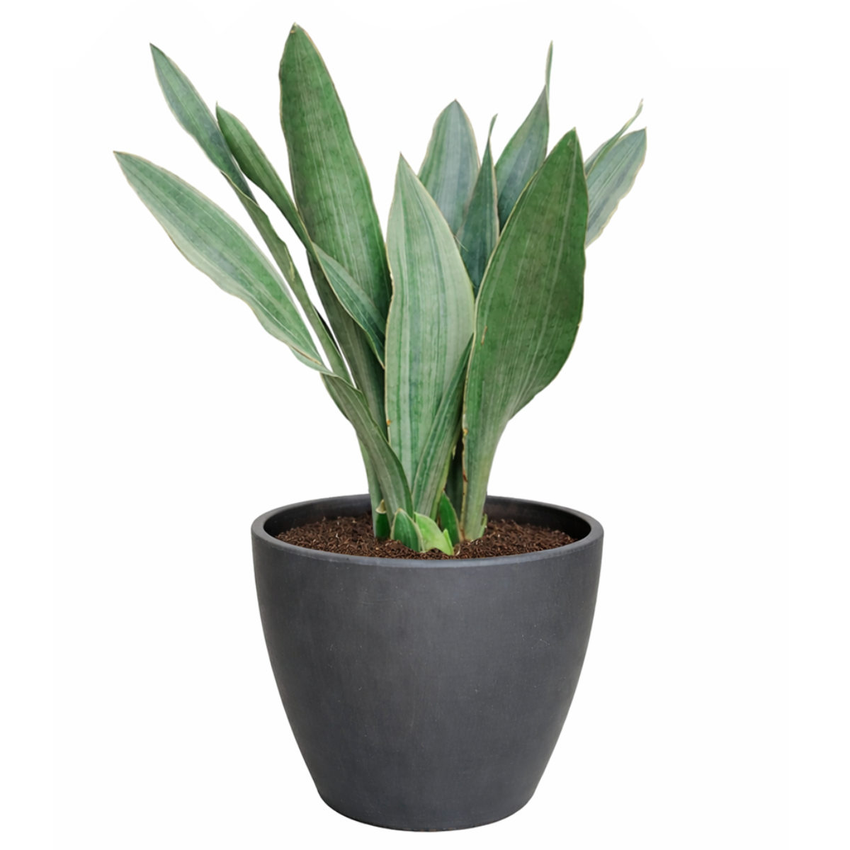 Sansevieria Sayuri live snake plant with silvery leaves in a grower pot, Silvery green snake plant for sale online, Low maintenance indoor plants, Air purifying plants for home office