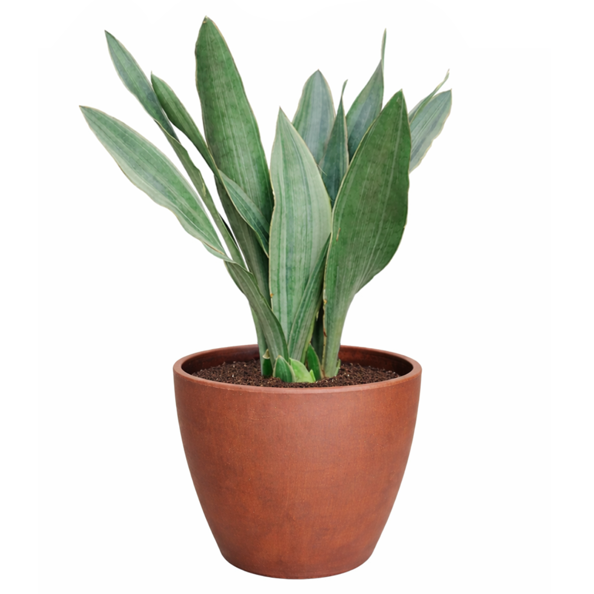 Sansevieria Sayuri live snake plant with silvery leaves in a grower pot, Silvery green snake plant for sale online, Low maintenance indoor plants, Air purifying plants for home office