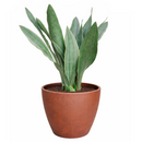 Sansevieria Sayuri live snake plant with silvery leaves in a grower pot, Silvery green snake plant for sale online, Low maintenance indoor plants, Air purifying plants for home office