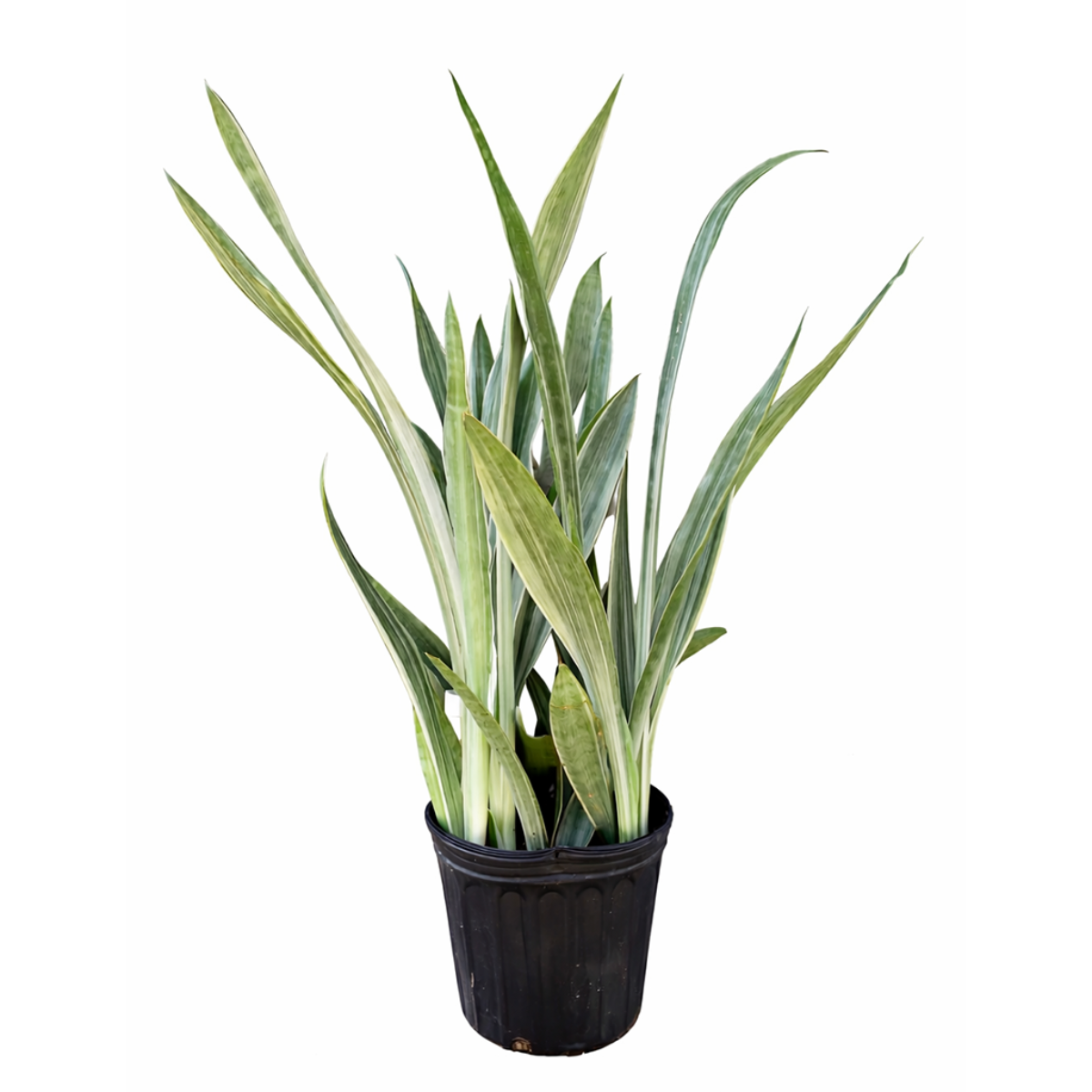 Sansevieria Sayuri live snake plant with silvery leaves in a grower pot, Silvery green snake plant for sale online, Low maintenance indoor plants, Air purifying plants for home office
