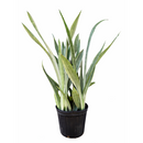 Sansevieria Sayuri live snake plant with silvery leaves in a grower pot, Silvery green snake plant for sale online, Low maintenance indoor plants, Air purifying plants for home office