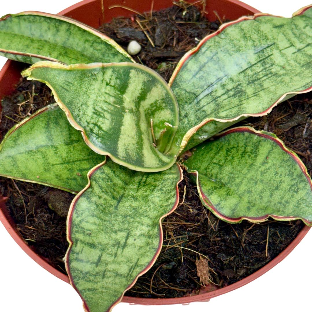 Buy 4 inch Snake Plant 'Silver Blue' live house plant online, Snake Plant Silver Blue stylish foliage plant with cool tones, Sansevieria Silver Blue snake plant with silvery blue leaves