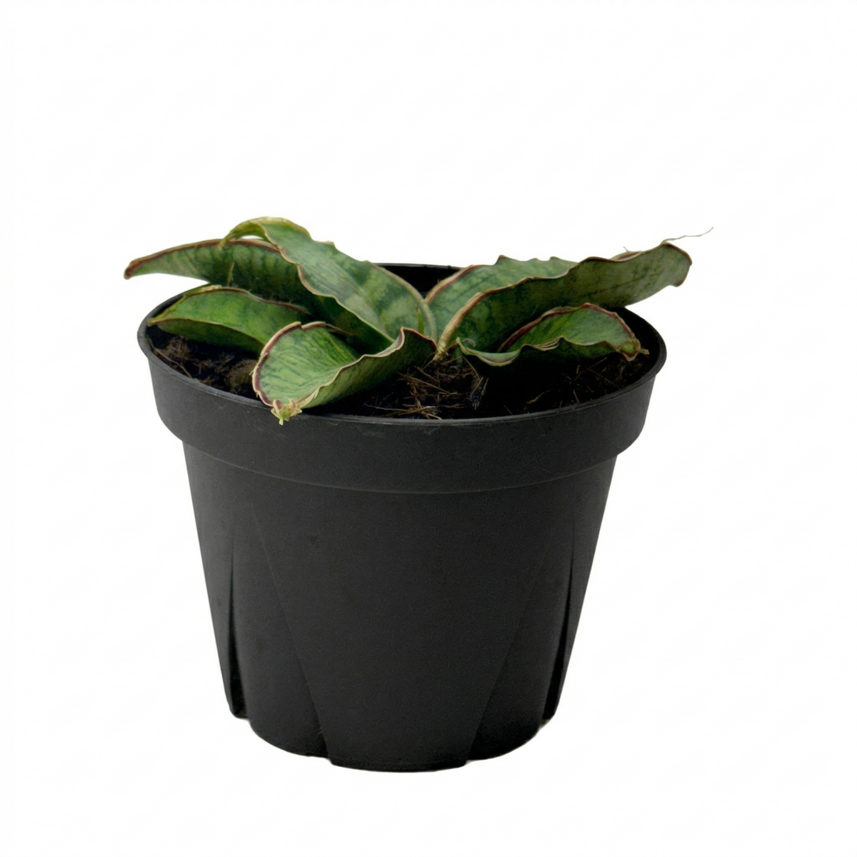 Buy Snake Plant Silver Blue air purifying 4 inch houseplant online, Snake Plant Silver Blue modern indoor plant for office and home, Snake Plant Silver Blue easy care succulent houseplant for beginners