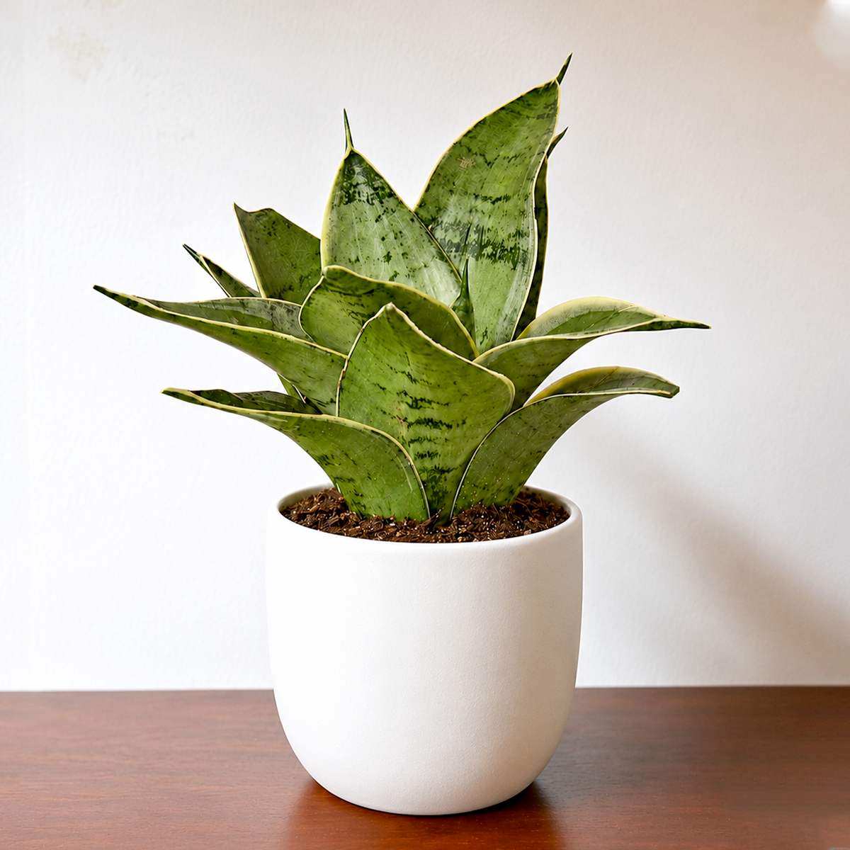 3 inch Snake Plant Starlight for sale. Snake Plant Starlight is a striking houseplant featuring upright, silvery-green leaves with elegant variegation that adds a modern touch to any indoor space. It thrives in bright, indirect light but also adapts well to lower light conditions, requiring only occasional watering in well-draining soil. This low-maintenance indoor plant is perfect for homes, offices, or anyone looking to add a stylish and air-purifying plant to their collection.
