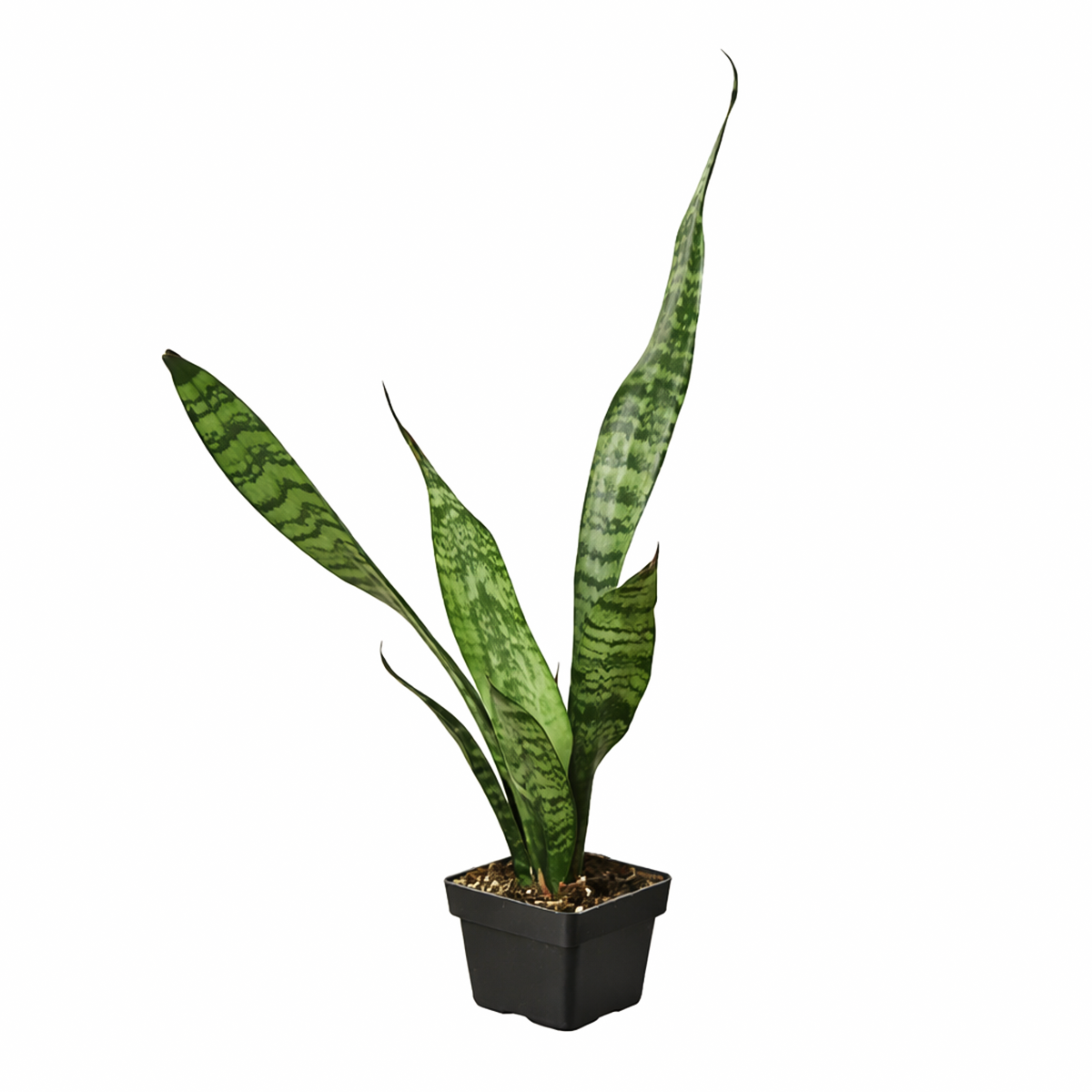 Snake Plant Sansevieria Zeylanica, 4 inch snake plants, 4 inch houseplants, indoor plants for sale