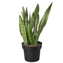 Snake Plant Sansevieria Zeylanica, 4 inch snake plants, 4 inch houseplants, indoor plants for sale