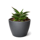 6" pot snake 'lavranos' sansevieria live houseplant for sale, mature compact rosette with bold stiff upright foliage, deep green leaves featuring reddish-brown tips and subtle banding, rare east african miniature sansevieria, thrives in low light and dry indoor conditions, architectural modern home accent, exceptional rare succulent gift for plant lovers
