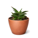 6" pot snake 'lavranos' sansevieria live houseplant for sale, mature compact rosette with bold stiff upright foliage, deep green leaves featuring reddish-brown tips and subtle banding, rare east african miniature sansevieria, thrives in low light and dry indoor conditions, architectural modern home accent, exceptional rare succulent gift for plant lovers