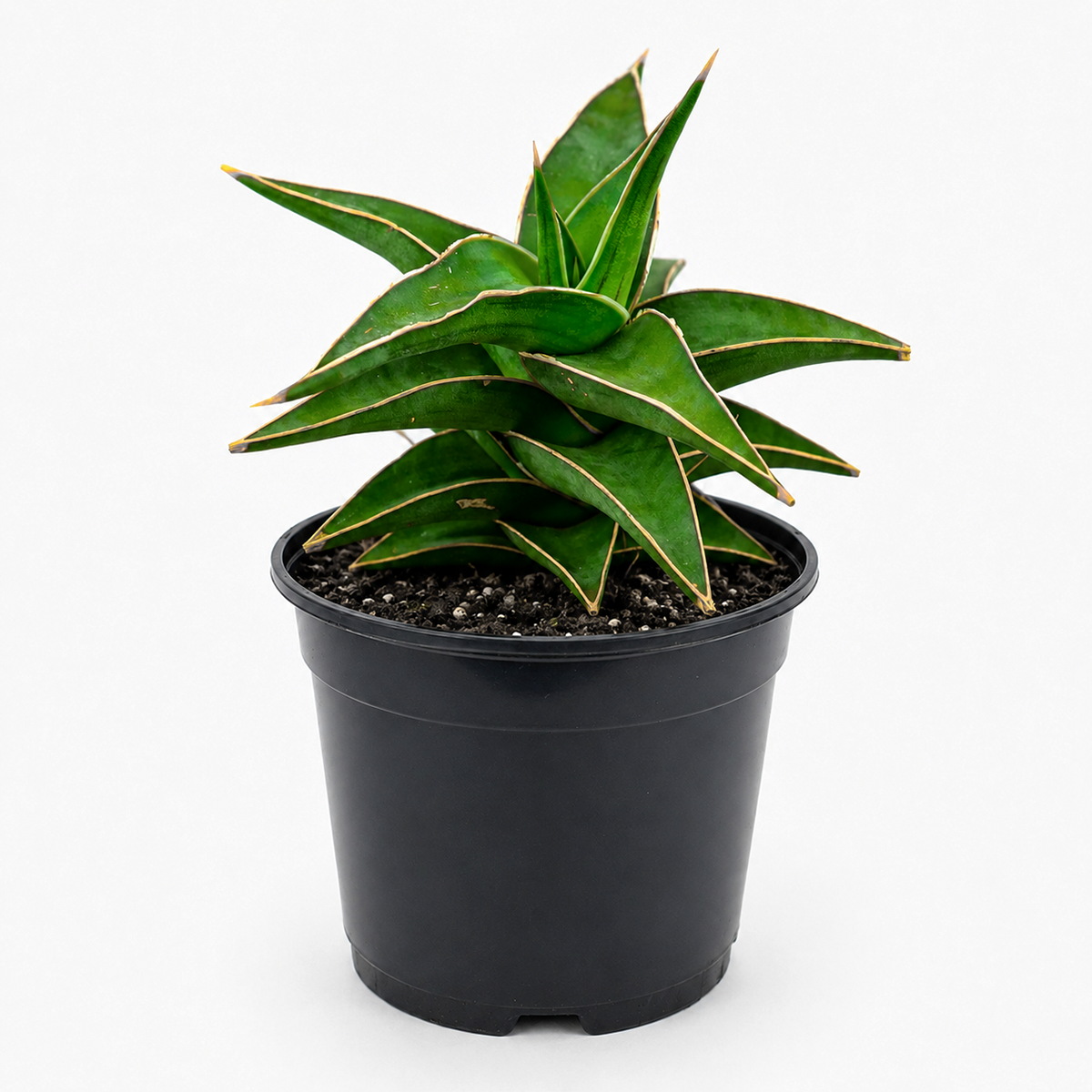 3" pot snake 'lavranos' sansevieria live houseplant for sale, tight fan-shaped stacking leaves, firm upright dark green foliage, reddish-brown margins and faint cross-banding, beginner-friendly low-light succulent, sculptural miniature form, modern minimalist desk decor, ideal rare plant gift for succulent lovers