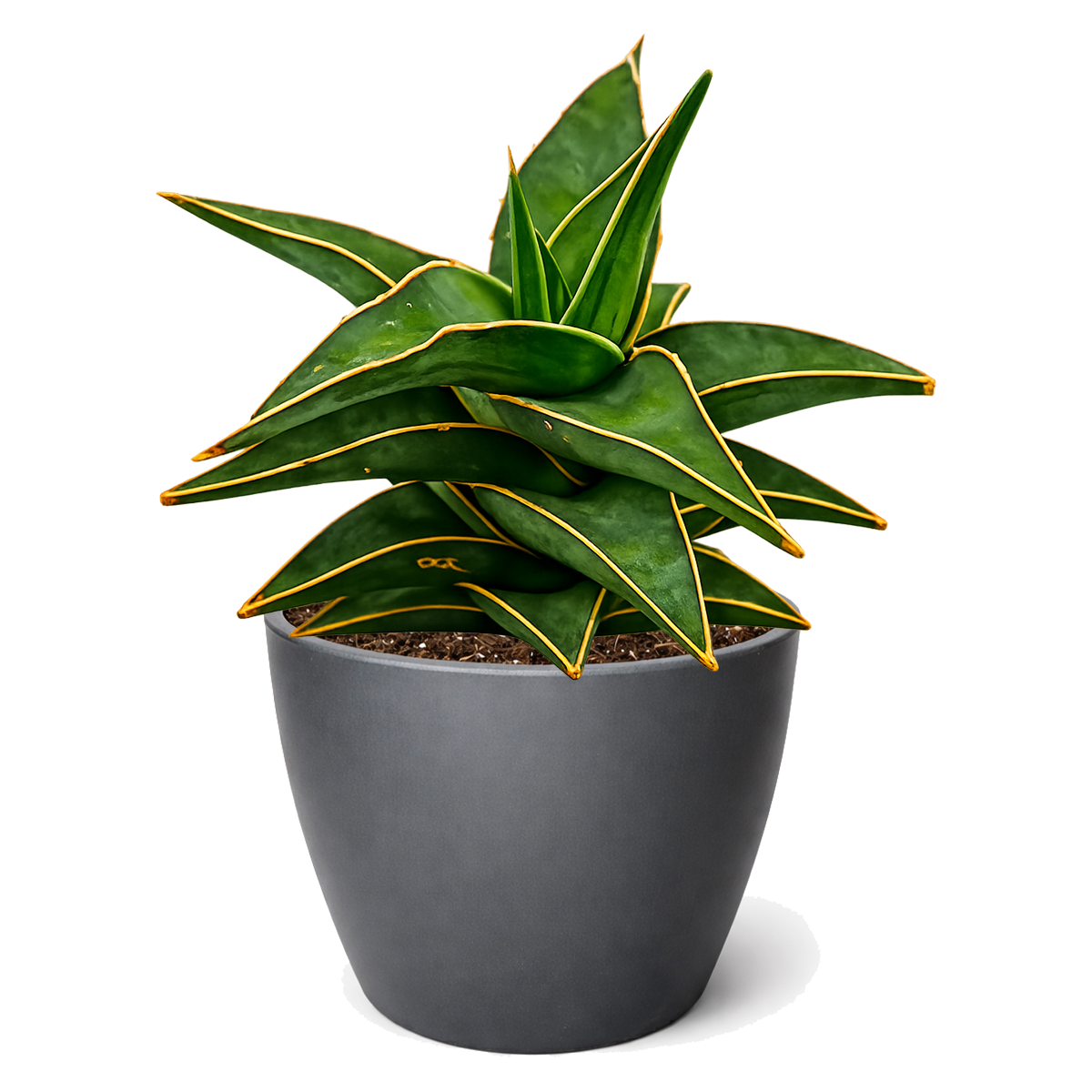 buy snake 'lavranos' sansevieria live houseplant 3" pot online, dense upright leaf cluster in tight rosette formation, smooth rigid dark green blades with pale horizontal banding, slow-growing low-light tolerant succulent, nearly indestructible and easy to care for, designer-aesthetic desk plant, rare and collectible houseplant gift