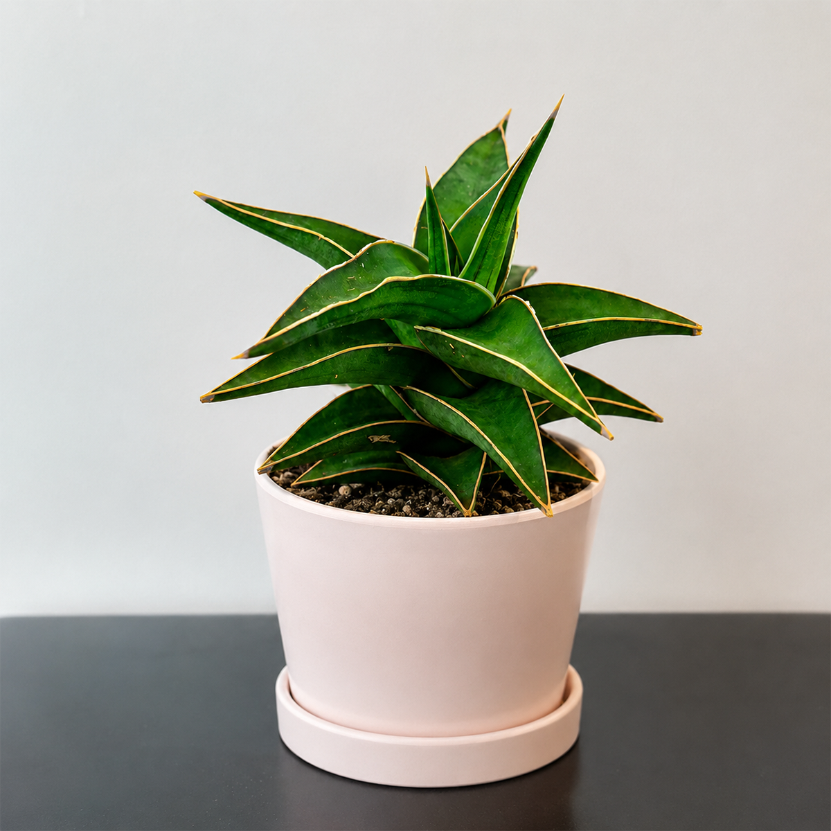 3 inch Snake 'Lavranos' Sansevieria live plant for sale, hardy drought resistant plant, decorative office desk plant, unique gift for plant lovers, exotic succulent collection plant, premium collector Sansevieria, elegant sculptural houseplant, indoor plant for apartments and small spaces