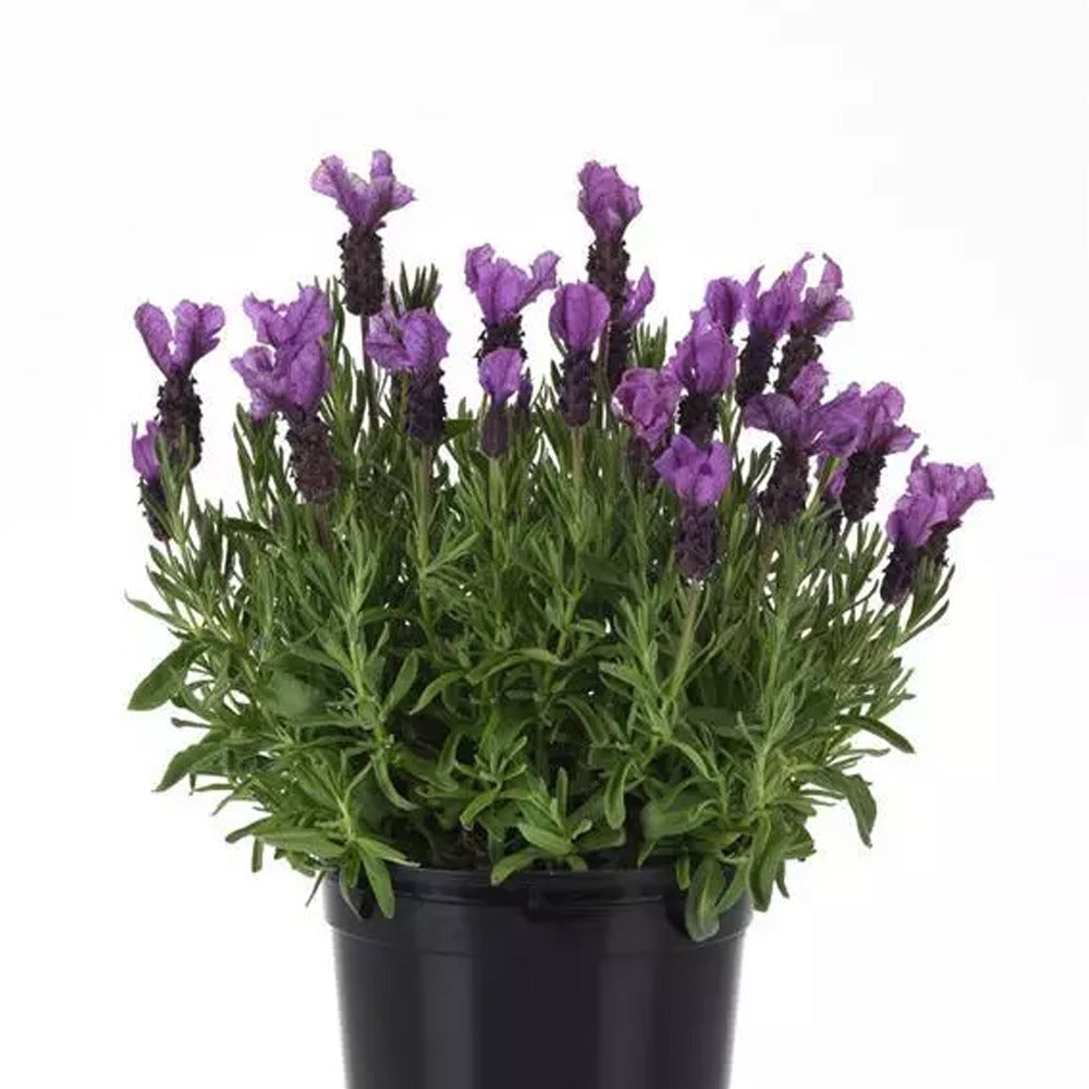 lavendar plants near me Spanish Lavender - Purple Flowering Plants for Home, Garden Decoration