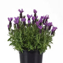 Spanish Lavender in 2 gallon pot, herbs plant for sale, easy to care indoor plants, flowering plants, buy herb plants online