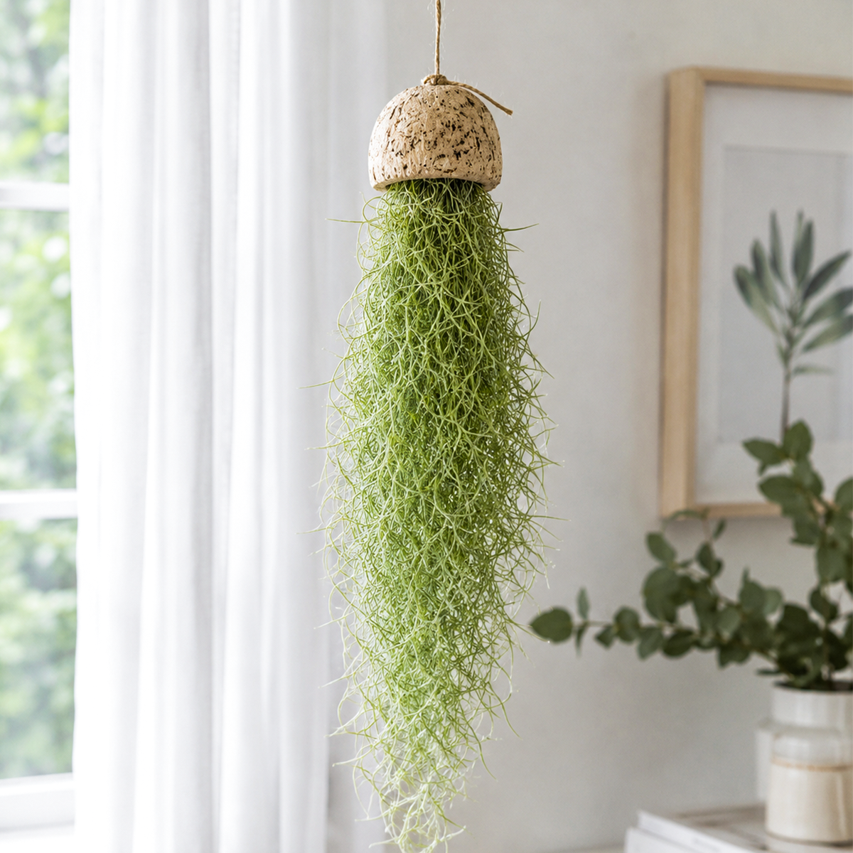 Live Spanish Moss Air Plant | Tillandsia Usneoides Hanging Decor