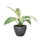 4" pot spathiphyllum jessica live houseplant for sale, rich forest green leaves with white variegation, upright clumping tropical growth form, air purifying nasa-studied genus, thrives in bright indirect light indoors, serene bohemian decor plant for bedroom or kitchen, meaningful peace and renewal themed gift