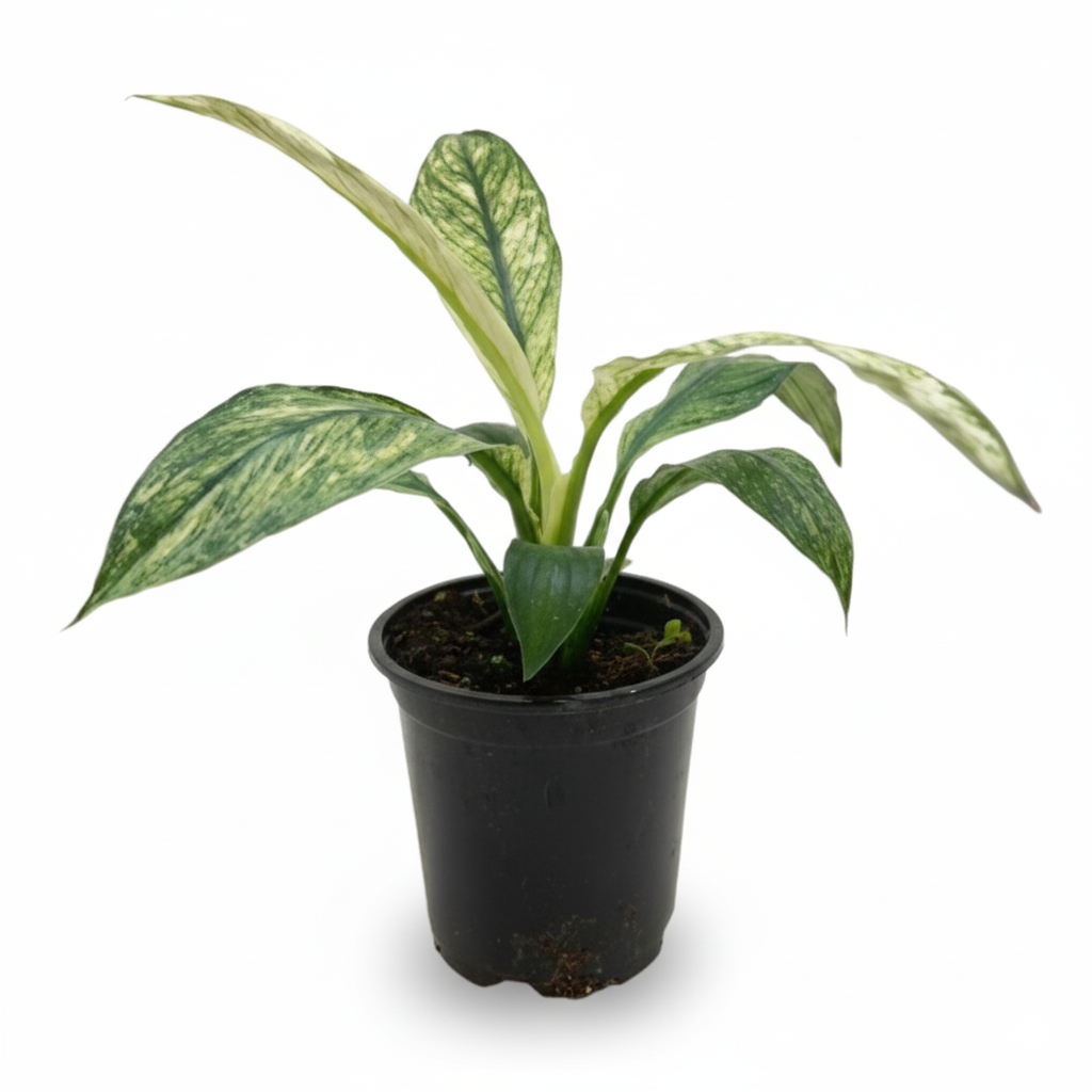Buy Spathiphyllum Jessica live house plant online, Spathiphyllum Jessica variegated peace lily live indoor plant, variegated peace lily Jessica indoor plant white green leaves