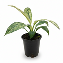 Buy Spathiphyllum Jessica live house plant online, Spathiphyllum Jessica variegated peace lily live indoor plant, variegated peace lily Jessica indoor plant white green leaves