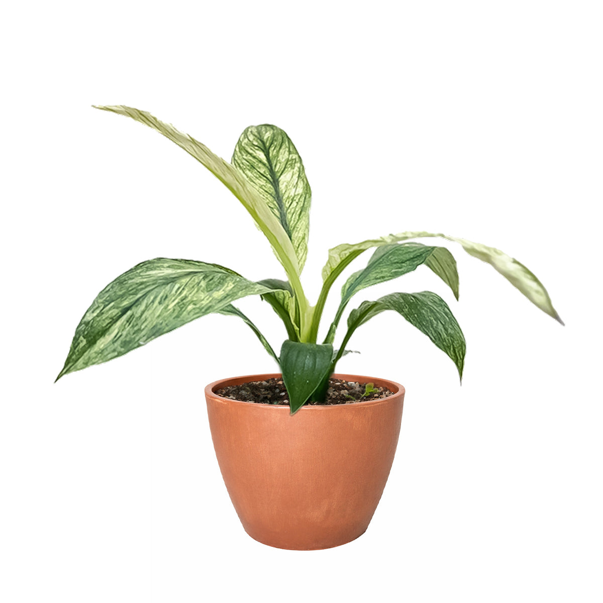 buy spathiphyllum jessica live houseplant 4" pot online, broad glossy variegated leaves with creamy white splashes, white spoon-shaped spathe flower above foliage, communicative wilting signals when thirsty, mildly toxic keep away from pets, sophisticated botanical accent for shelves or side tables, unique rare plant gift for plant lovers