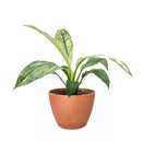4" pot spathiphyllum jessica live houseplant for sale, rich forest green leaves with white variegation, upright clumping tropical growth form, air purifying nasa-studied genus, thrives in bright indirect light indoors, serene bohemian decor plant for bedroom or kitchen, meaningful peace and renewal themed gift