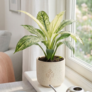 Buy Spathiphyllum Jessica live house plant online, Spathiphyllum Jessica variegated peace lily live indoor plant, variegated peace lily Jessica indoor plant white green leaves