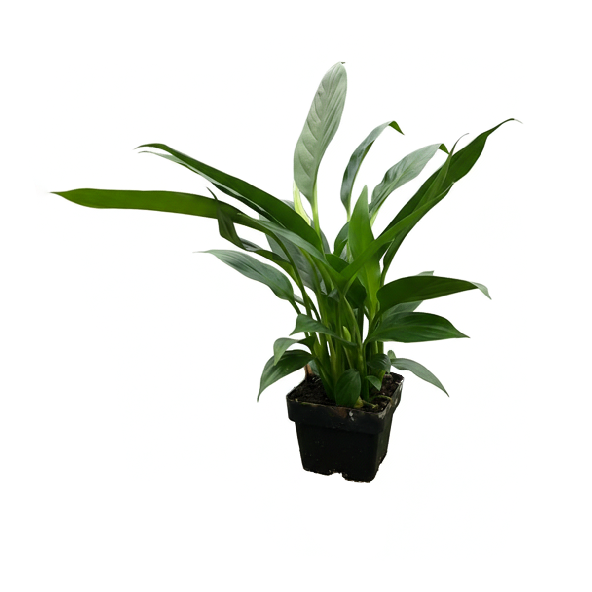 Spathiphyllum Green Peace Lily, peace lily plant, how to care for a peace lily, buy Peace Lily online, Peace Lily for sale, Peace Lily in ca, nasa air purifying plants, easy flowering houseplants, best air purifying plants indoor