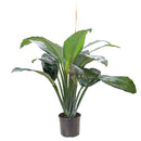 Spathiphyllum Green Peace Lily, peace lily plant, how to care for a peace lily, buy Peace Lily online, Peace Lily for sale, Peace Lily in ca, nasa air purifying plants, easy flowering houseplants, best air purifying plants indoor