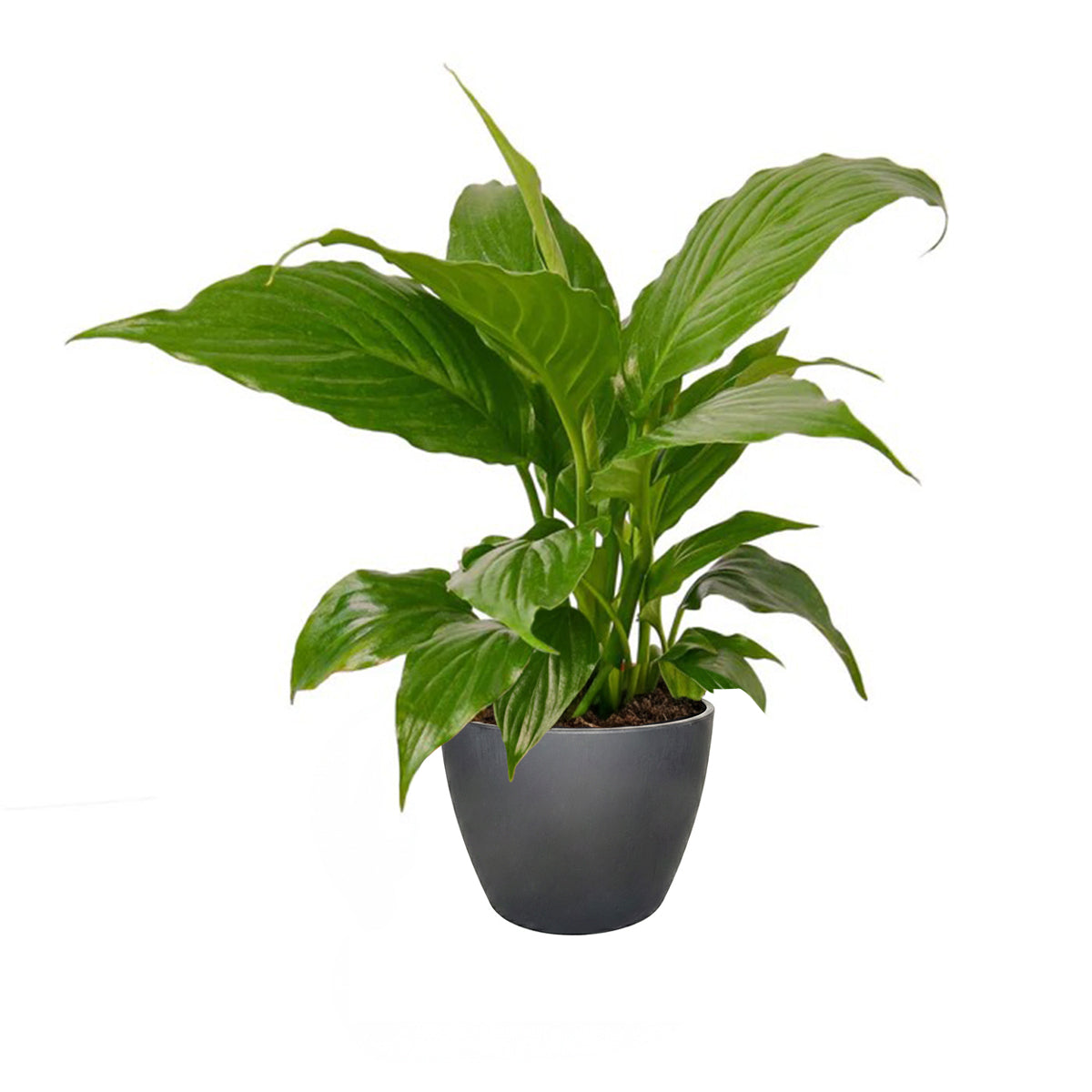 Spathiphyllum Green Peace Lily, peace lily plant, how to care for a peace lily, buy Peace Lily online, Peace Lily for sale, Peace Lily in ca, nasa air purifying plants, easy flowering houseplants, best air purifying plants indoor