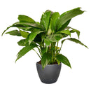 Spathiphyllum Green Peace Lily, peace lily plant, how to care for a peace lily, buy Peace Lily online, Peace Lily for sale, Peace Lily in ca, nasa air purifying plants, easy flowering houseplants, best air purifying plants indoor