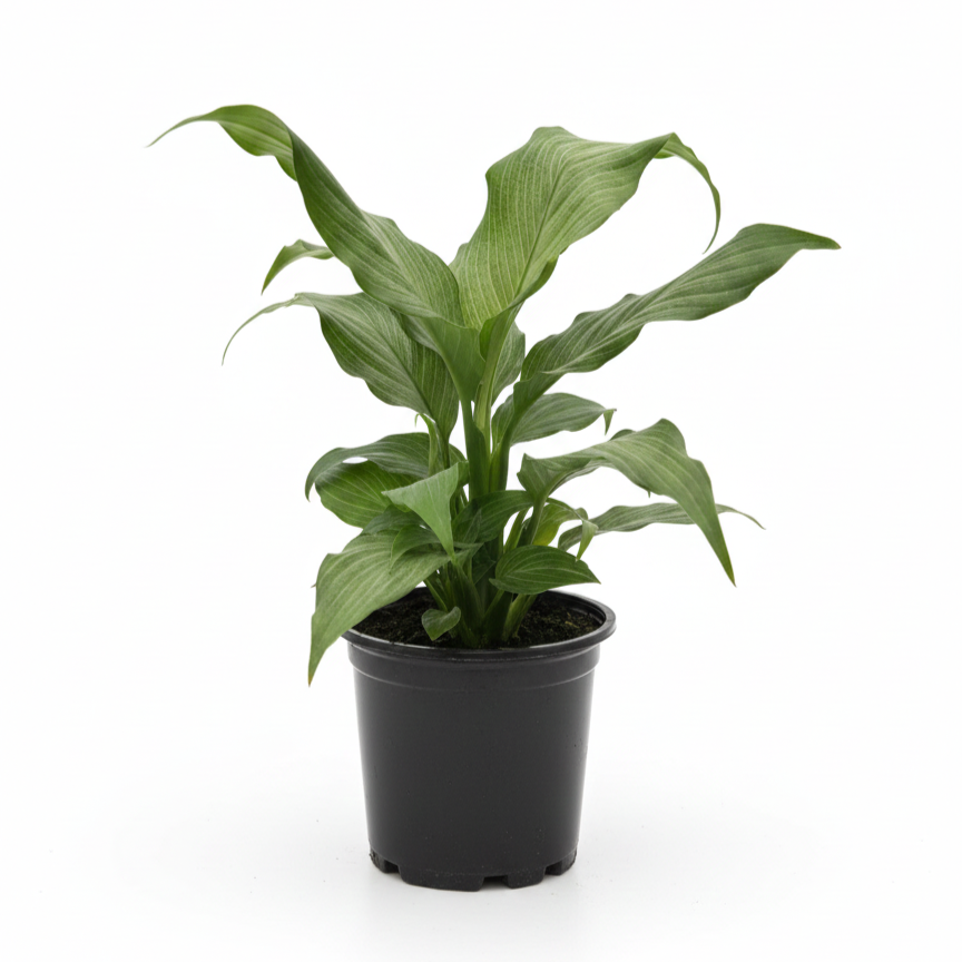 Spathiphyllum Platinum Mist 4 inch grower pot for sale, silver leaf houseplant for home office decoration, buy peace lily online, variegated Spathiphyllum, air purifying plants