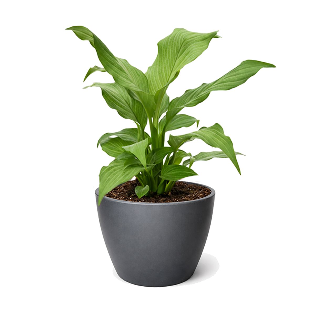 Spathiphyllum Platinum Mist 4 inch grower pot for sale, silver leaf houseplant for home office decoration, buy peace lily online, variegated Spathiphyllum, air purifying plants