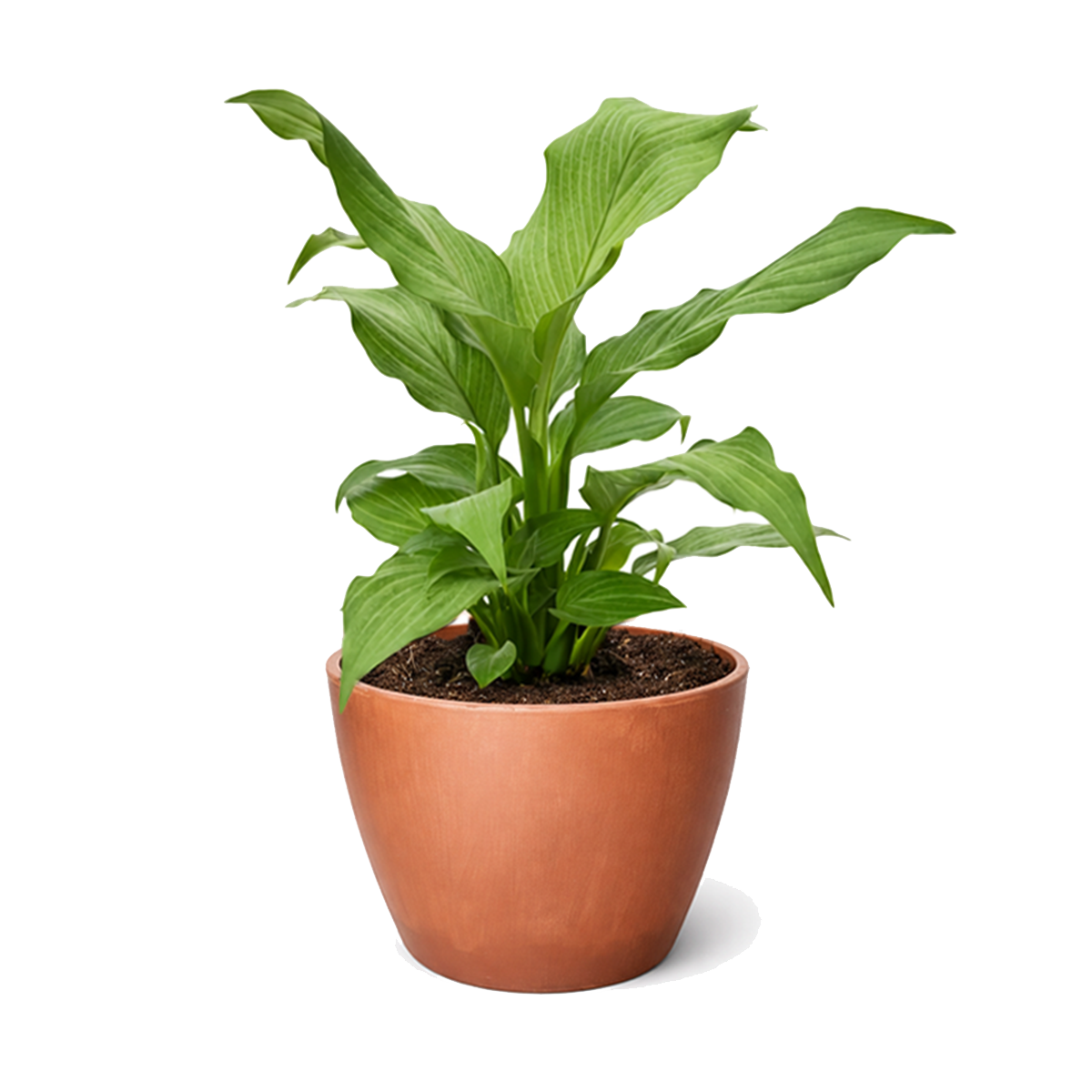 peace lily plant for sale Spathiphyllum 'Platinum Mist' | Rare Silvery Peace Lily | Live Indoor Plant