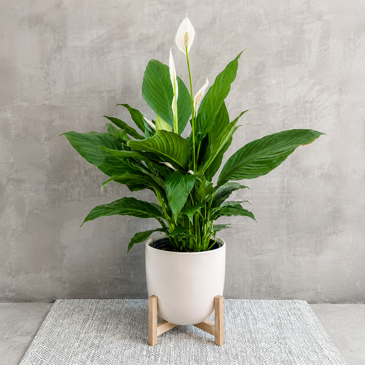 buy peace lily (spathiphyllum) live houseplant small online, glossy dark green lance-shaped leaves, elegant white spathe blooms, upright clumping growth form, air purifying tropical plant, easy care low light, graceful addition to a calm living room corner, thoughtful sympathy or get well gift