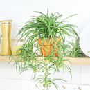 popular plant for home and officeSpider Plant Chlorophytum comosum, plant that can eliminate airborne toxins