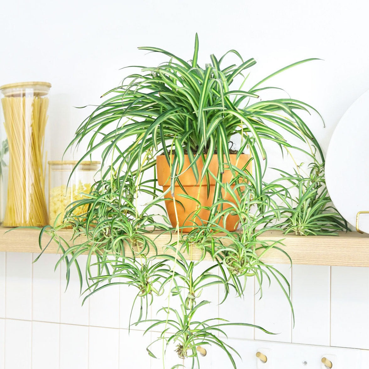 Spider Plant Chlorophytum comosum houseplant in terracotta pot, best air purifying plant to grow at home