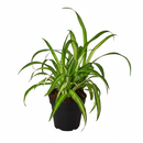 beginner-friendly houseplants, 8 inch Variegated Spider Plant, air purifying live plants, Variegated Spider Plant for sale