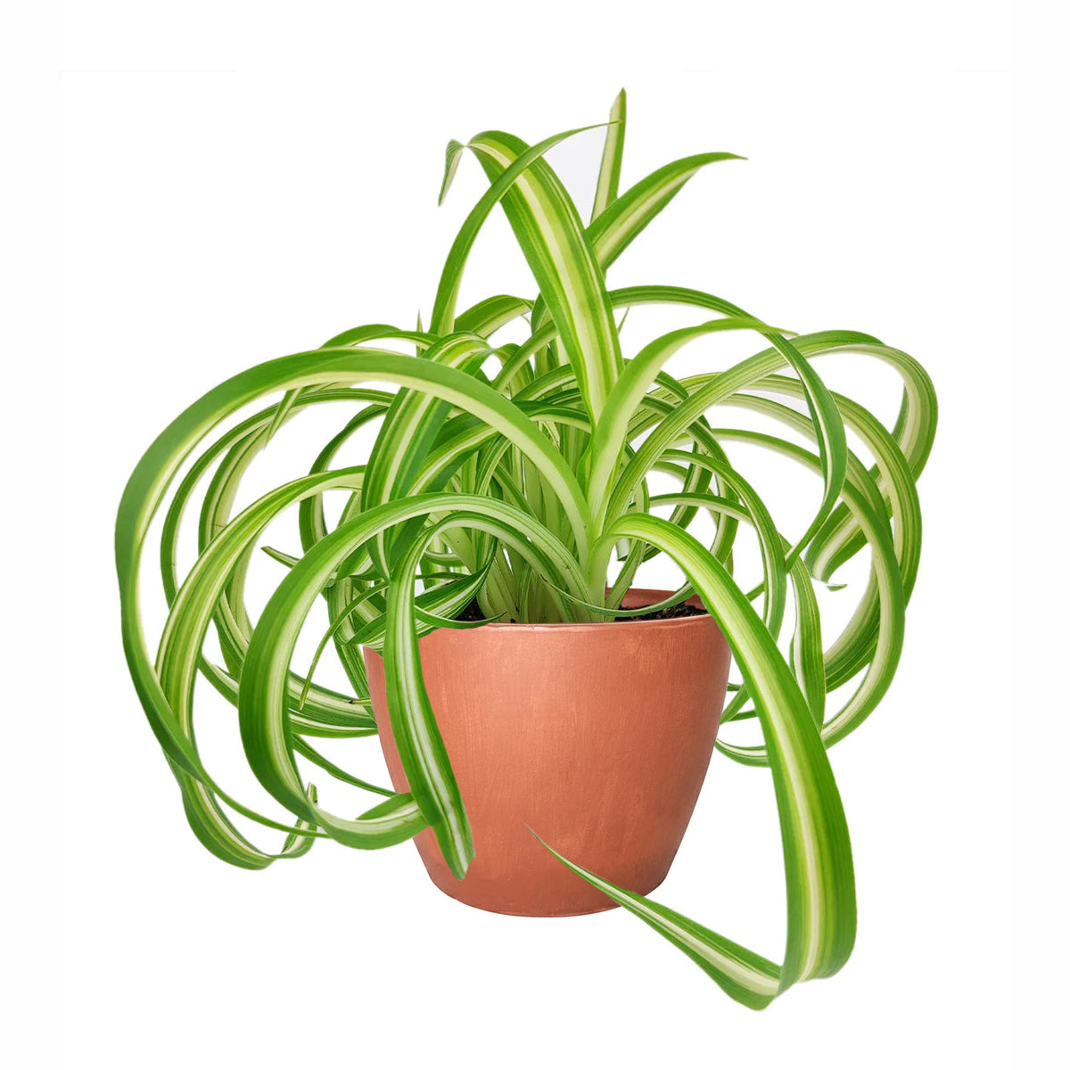 curly spider plant for sale (near me), buy bonnie curly spider plant, chlorophytum comosum, hanging spider plant, spider plant hanging basket, spider plant clean air, spider plant air purifying, best house plant for clean air, curly leaf spider plant, indoor hanging plant, indoor plant hanging ideas - easy care house plant