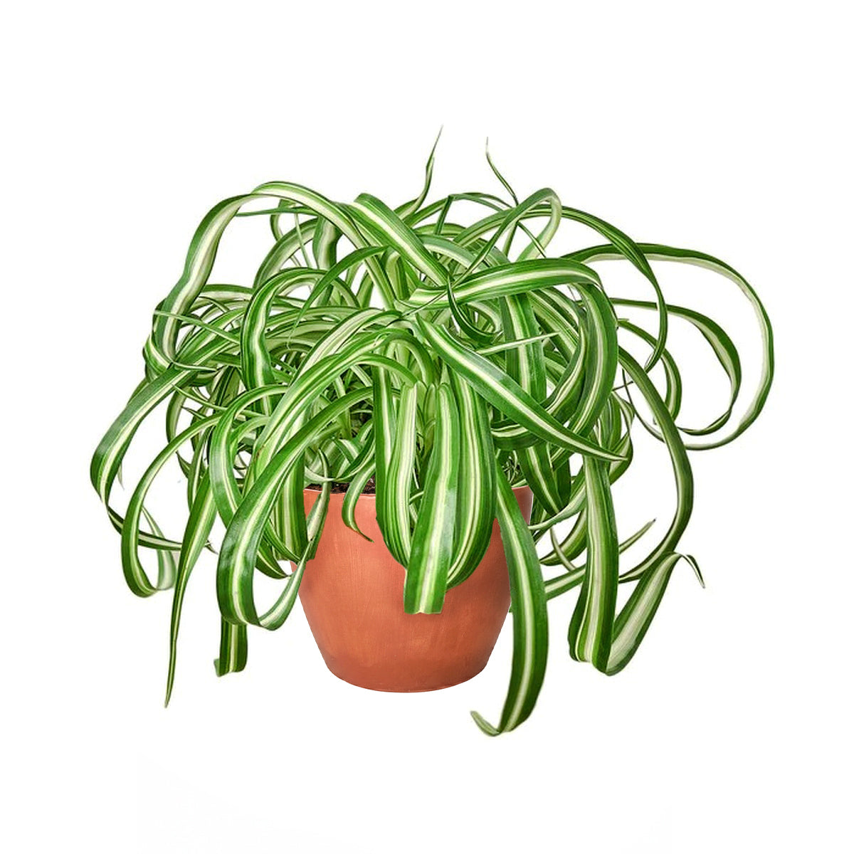 curly succulents for sale Curly Spider Plant 'Bonnie' for Sale