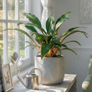 Spider Plant ‘Fire Flash’ live plant for sale, Chlorophytum orchidastrum Fire Flash easy care indoor plant, rare spider plant Fire Flash with vibrant orange center stems, Spider Plant Fire Flash tropical houseplant for modern home decor