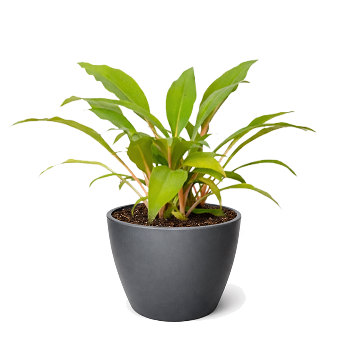 Spider Plant ‘Fire Flash’ live plant for sale, Chlorophytum orchidastrum Fire Flash easy care indoor plant, rare spider plant Fire Flash with vibrant orange center stems, Spider Plant Fire Flash tropical houseplant for modern home decor