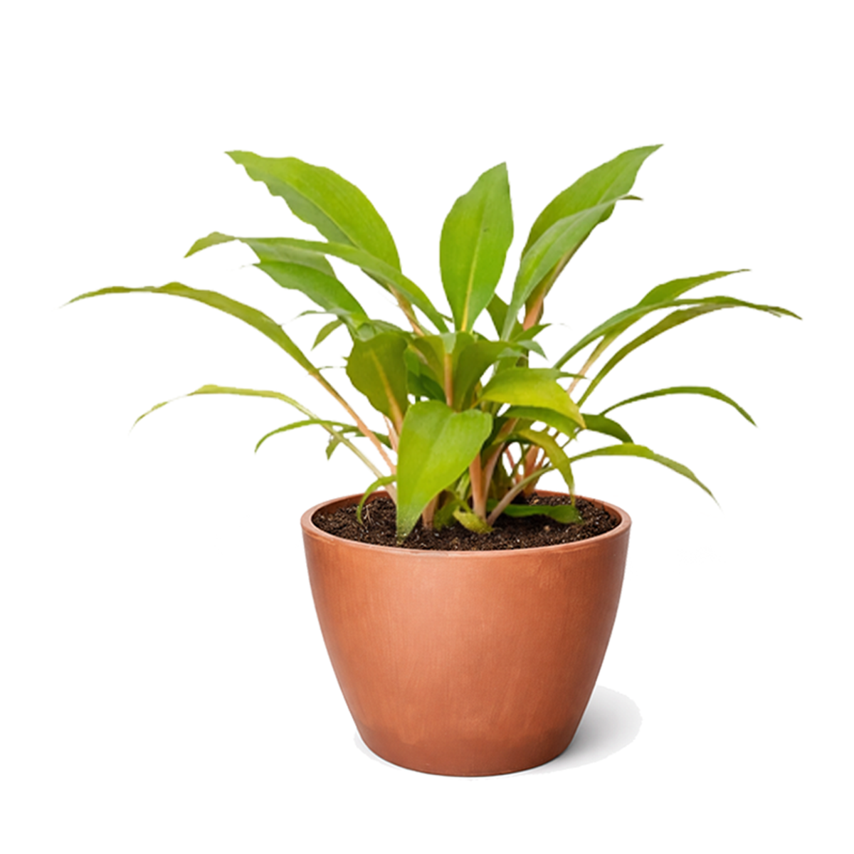 fire flash plant indoor Spider Plant 'Fire Flash'