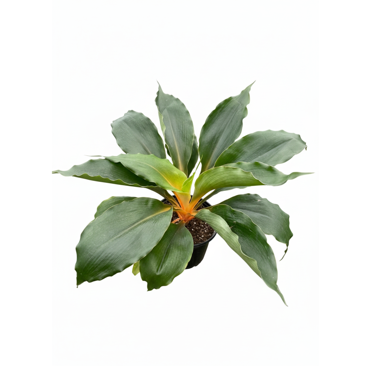 Chlorophytum orchidastrum ‘Fire Flash’, air-purifying live plants, exotic appearance tropical houseplants