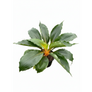 Chlorophytum orchidastrum ‘Fire Flash’, air-purifying live plants, exotic appearance tropical houseplants