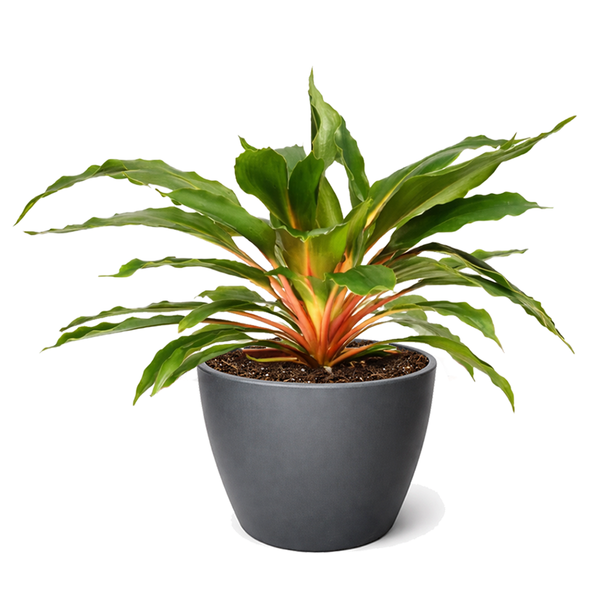 Spider Plant ‘Fire Flash’ live plant for sale, Chlorophytum orchidastrum Fire Flash easy care indoor plant, rare spider plant Fire Flash with vibrant orange center stems, Spider Plant Fire Flash tropical houseplant for modern home decor