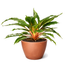 Spider Plant ‘Fire Flash’ live plant for sale, Chlorophytum orchidastrum Fire Flash easy care indoor plant, rare spider plant Fire Flash with vibrant orange center stems, Spider Plant Fire Flash tropical houseplant for modern home decor